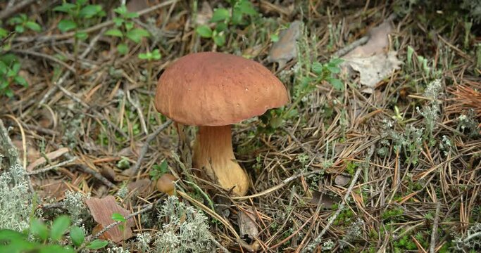 Brown edible mushroom in lichen and decaying plant matter on forest floor