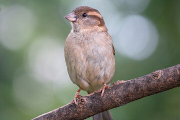 Haussperling (Passer domesticus) Spatz  weiblicher