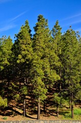 Fototapeta premium Forest with tall pines and blue sky background