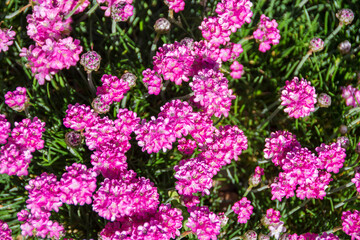 Obraz premium Pink flowers texture
