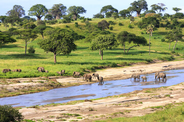 Elephants crossing the river in Serengeti National Park, Tanzania, Africa - obrazy, fototapety, plakaty