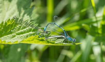 libellen © Klaus Haase 