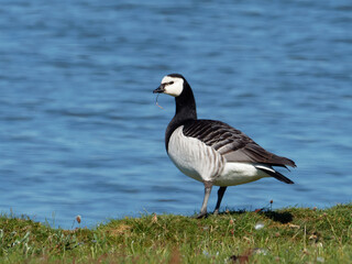 Barnacle Goose - Branta leucopsis