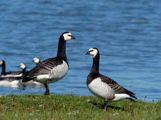 Barnacle Goose - Branta leucopsis