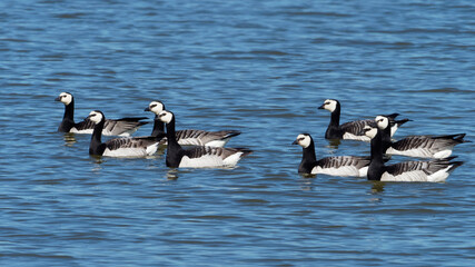 Barnacle Goose - Branta leucopsis