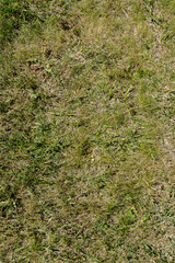 Grass texture