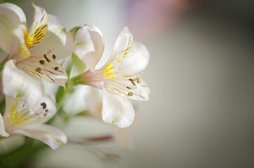 Obraz na płótnie Canvas White lily flower in soft focus. Alstroemeria flower.