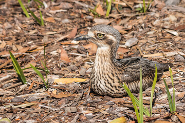 Australian bush thick-knee bird nesting on ground