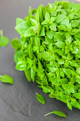 bunch of fresh organic basil on dark background