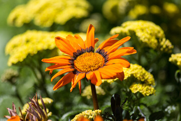Gazania flower