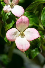 Fototapeta na wymiar Cornus kousa flower