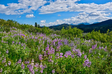 Rolling hills from Patterson Mountain. North Cascades National Park. Bellingham. Winthrop.  Washington. The United States. © aquamarine4