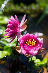 Waterlily flower