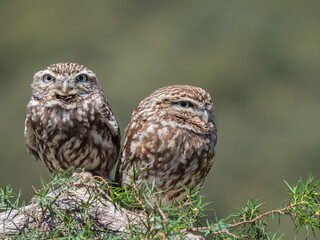 Couple of little owls (Athene noctua)  with big eyes in their natural habitat