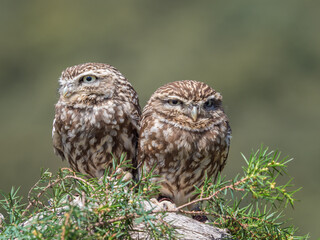 Couple of little owls (Athene noctua)  with big eyes in their natural habitat