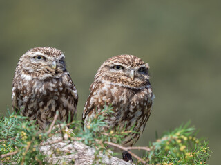 Couple of little owls (Athene noctua)  with big eyes in their natural habitat