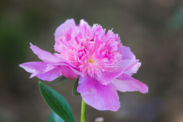 Peony flower