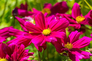 Fototapeta premium Purple flower