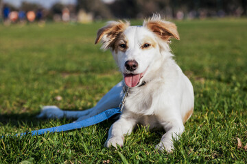Mixed Breed Dog Portrait in the Park