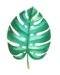 Watercolor painting of philodendron leaf isolated on white background © Liubov Tolstova