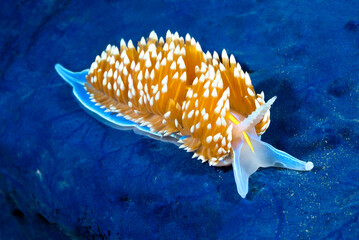 Colorful nudibranch © cherylvb