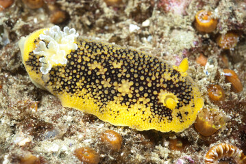 Yellow nudibranch