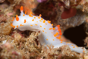 Clown nudibranch