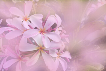 white flower background with pink and white color effect.