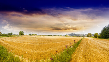Panorama of Wheat field © dade72