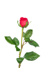 Single rose stem