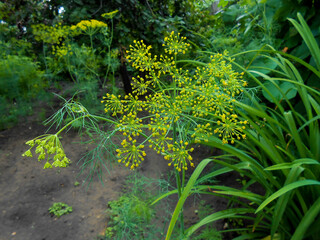  Close up background with yellow flowers on flowering dill herb in garden