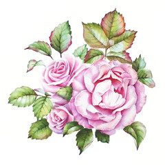 Watercolor drawing. A bunch of three pink roses with colorful leaves