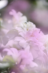 white flower background with pink and white color effect.