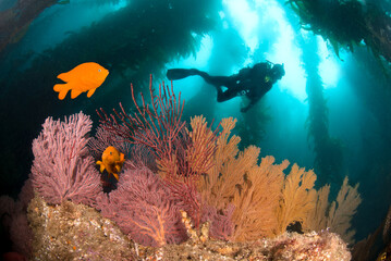 Fototapeta na wymiar Colorful underwater reef