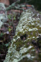 Moss on Log
