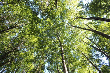 high trees