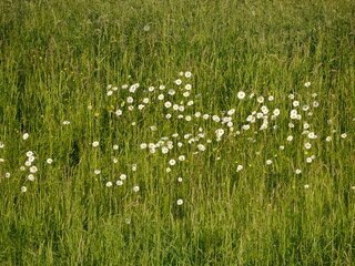 białe kwiaty margaretki rozsiane na łące wśród traw
