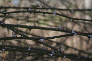 Thorns