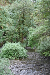Fototapeta premium The Creek at Multnomah falls