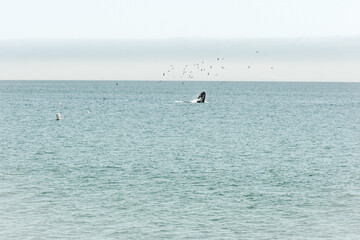 Naklejka premium Humpback whale feeding