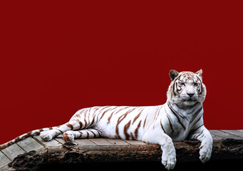White tiger with red background