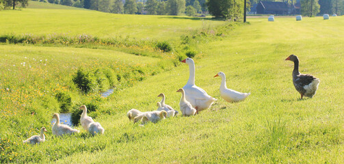Gänsefamilie auf dem Weg zum Wasser, 