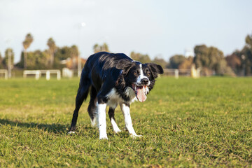 Naklejka na ściany i meble Border Collie Dog Playing in Park