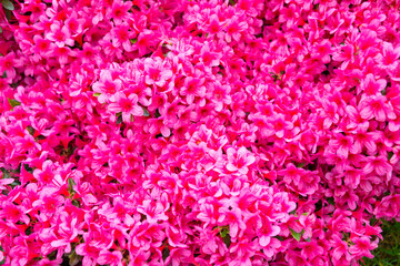 rhododendron flower, pink flower full background
