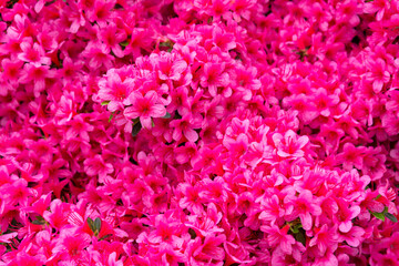 Fototapeta premium rhododendron flower, pink flower full background