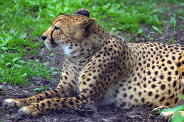 Naklejka na ściany i meble Resting cheetah lying in the park 