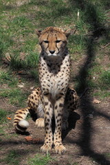 Serious Cheetah