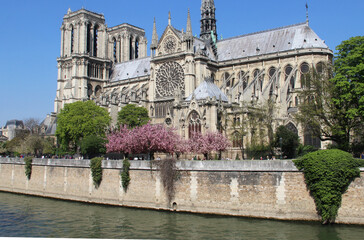 Obraz premium Notre Dame de Paris in blossom trees, France