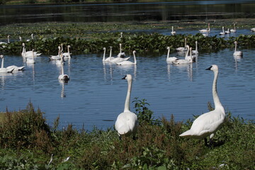 Lots O' Swans
