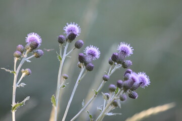 Thistle here, Thistle there